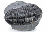 Perfectly Prone, Drotops Trilobite - Large Specimen #222469-1